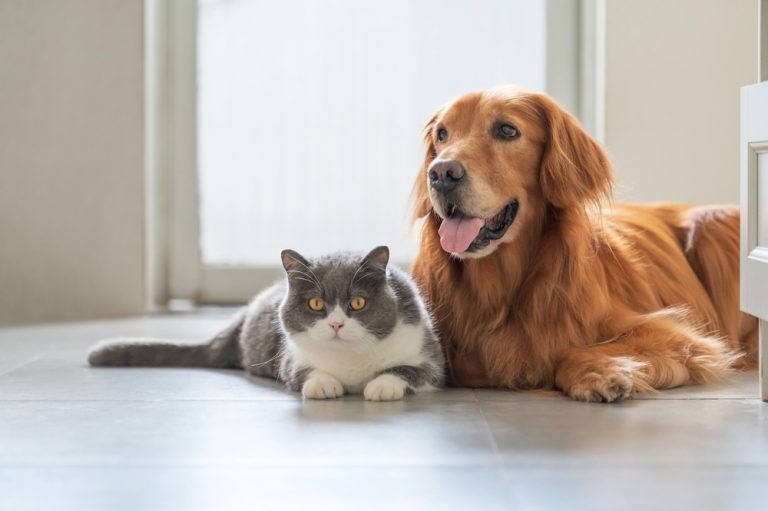 cachorro-e-gato-juntos-768×511-1